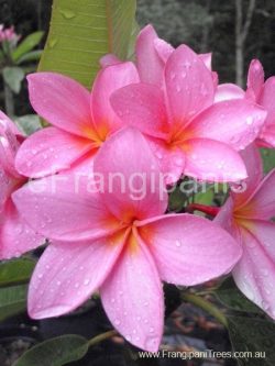 Bubblegum-Dream-Frangipani-Flowers