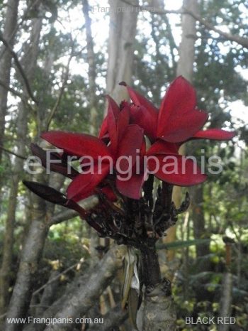Red Knight Frangipani Flowers