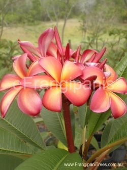 Razzmic-Honey-Frangipani-Flowers