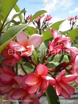 Ruby-Gold-Frangipani