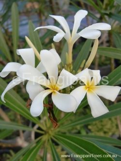 Stenophylla-Frangipani-Flowers