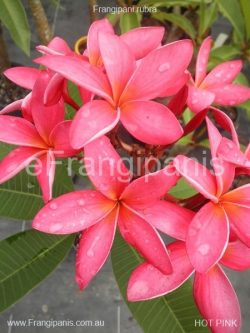 Hot-Pink-Frangipani-Flowers