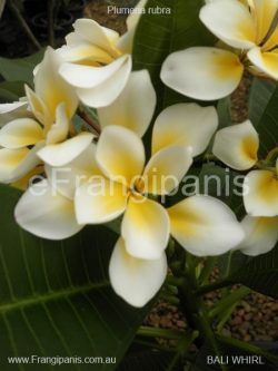 Bali-Whirl-Frangipani