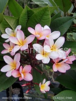 Pink-Frangipani