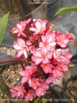 Dwarf-Watermelon-Frangipani