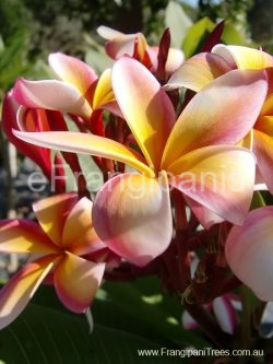 Fiesta-Frangipani-Flower