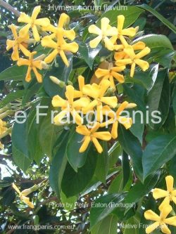 Hymensporum-flavum-native-frangipani