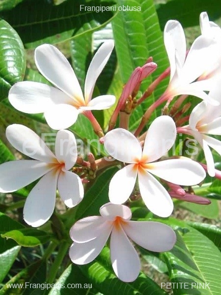 Petite-Pink-Frangipani-Flowers