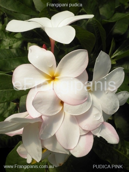 Pudica-Pink-Frangipani-Flowers aka Bridal Bouquet