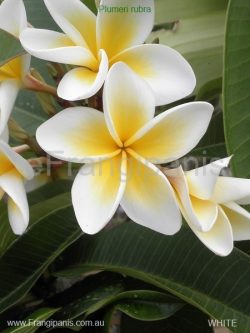 Plumeria rubra - cream