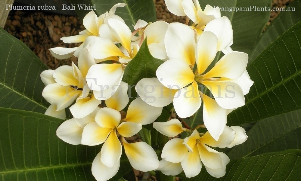 Bali-Whirl-Frangipani-Flowers-1
