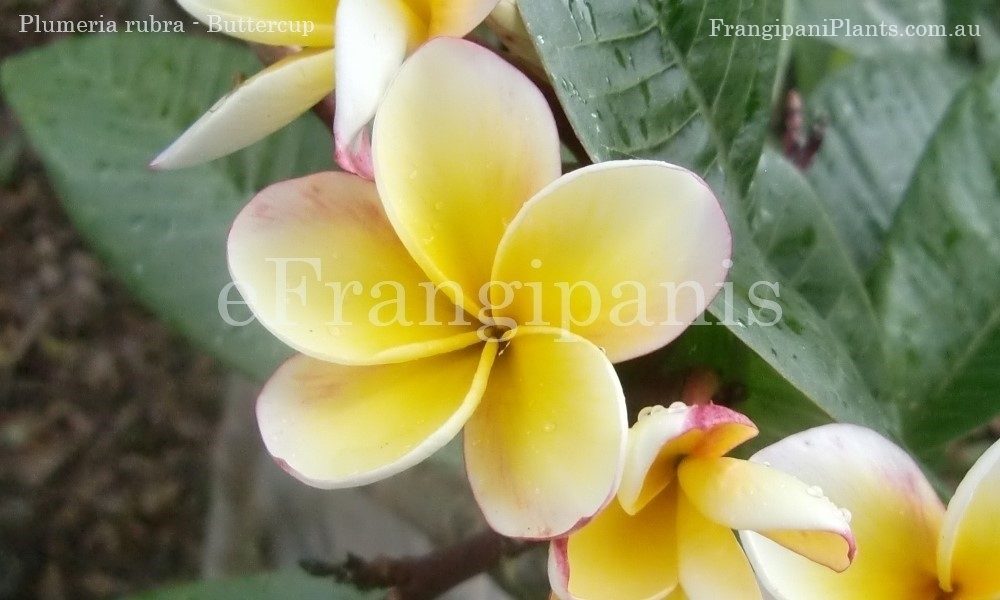 Buttercup-Frangipani-4