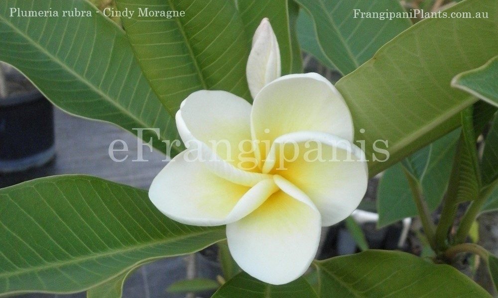 Cindy-Moragne-Frangipani