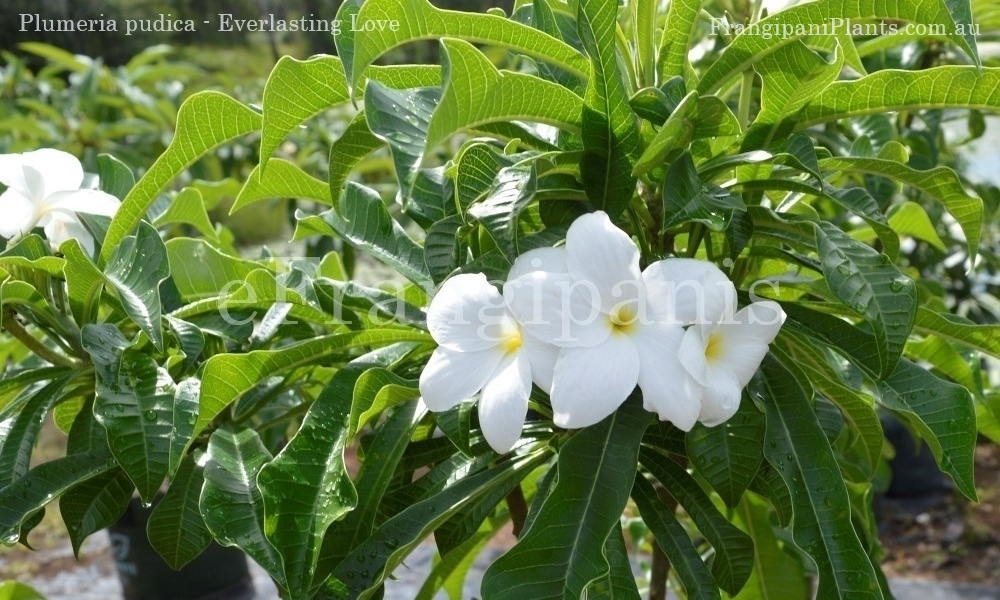 Everlasting-Love-Frangipani-Flowers