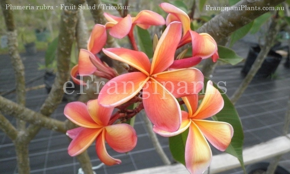 Fruit-Salad-Frangipani-Flowers