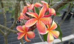 Plumeria rubra - orange