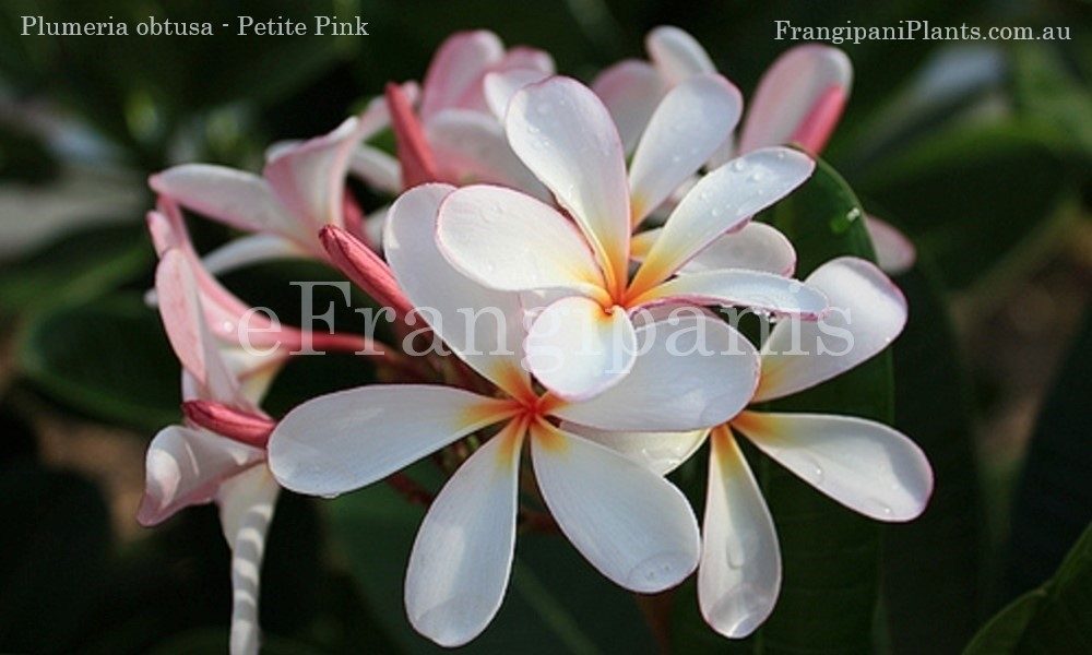 Petite-Pink-Frangipani-Flowers