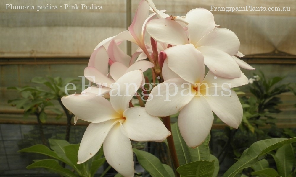 Pudica-Pink-Frangipani-Flowers aka Bridal Bouquet