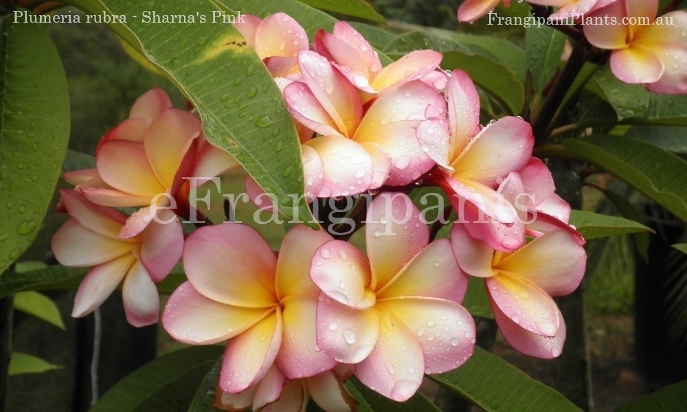Sharnas-Pink-Frangipani-Flowers