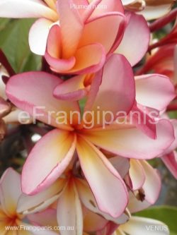 Venus-Frangipani-Flowers