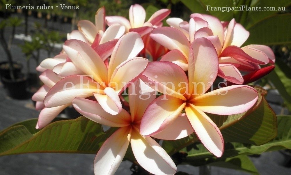 Venus-Frangipani-Flowers