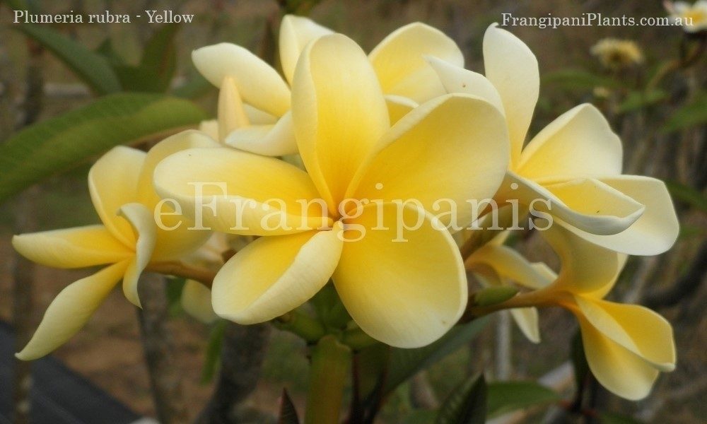 Yellow-Frangipani-Flowers