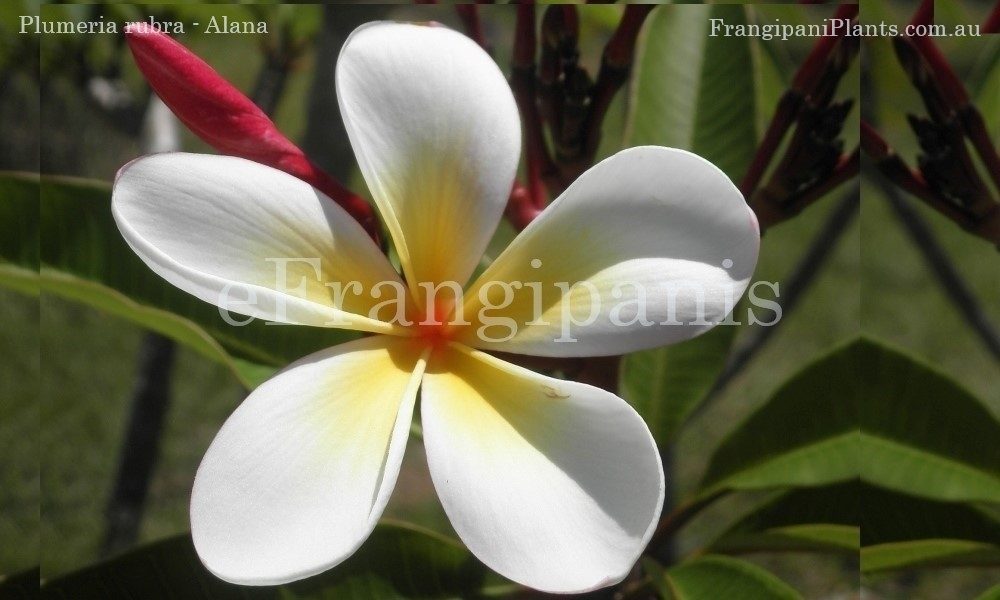Frangipani Flower - Alana