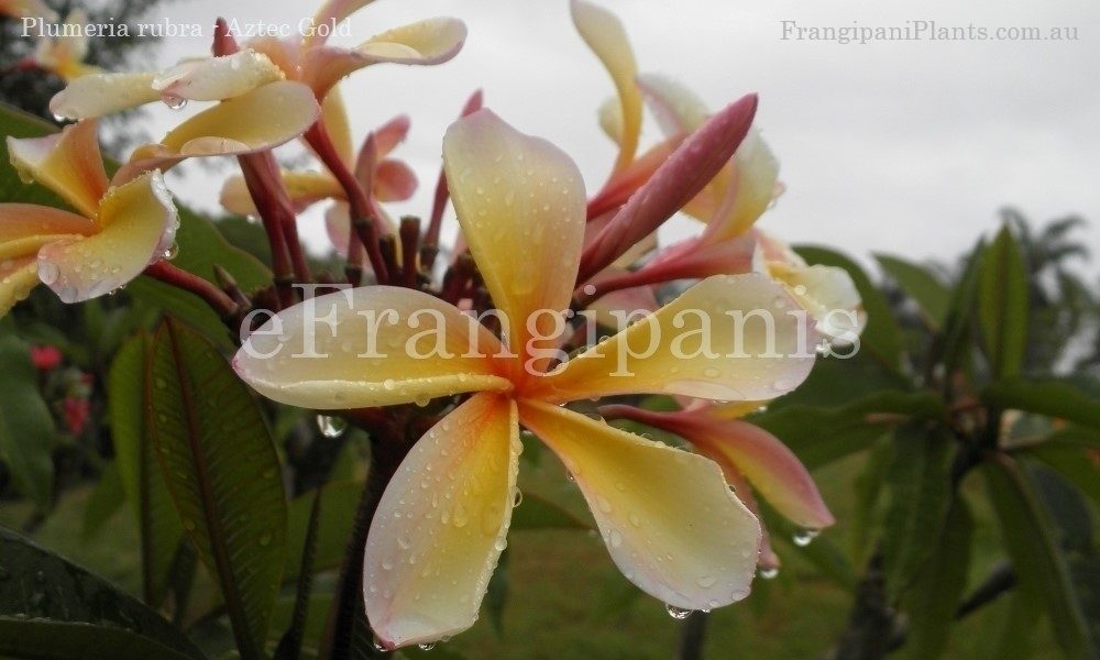 Aztec-Gold-Frangipani-Flowers