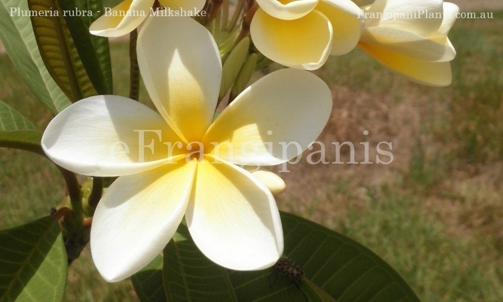 Banana-Milkshake-Frangipani-Flower