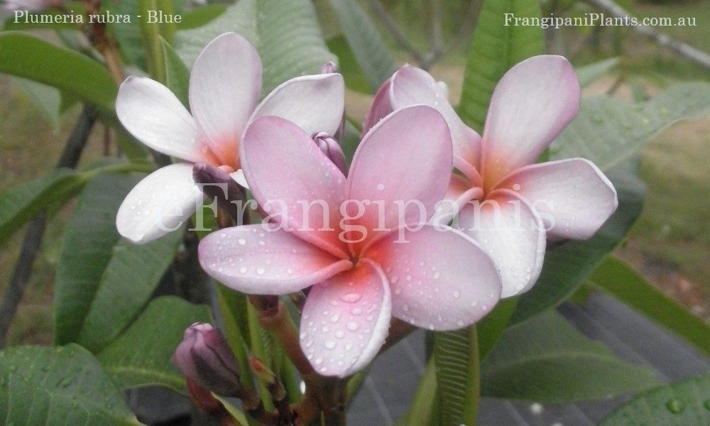 Blue-Frangipani-Flowers