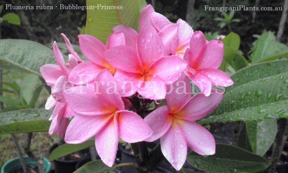Bubblegum-Dream-Frangipani-Flowers