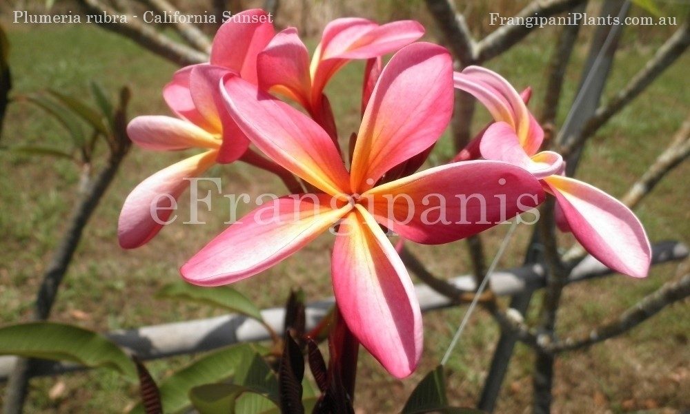 California-Sunset-Frangipani-Flowers