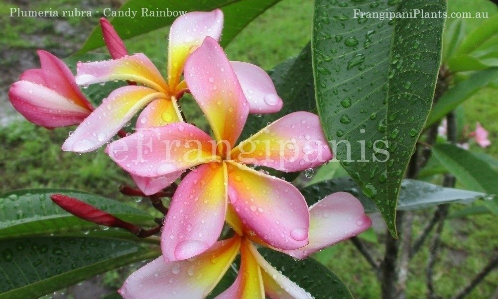 Candy-Rainbow-Frangipani-Flowers