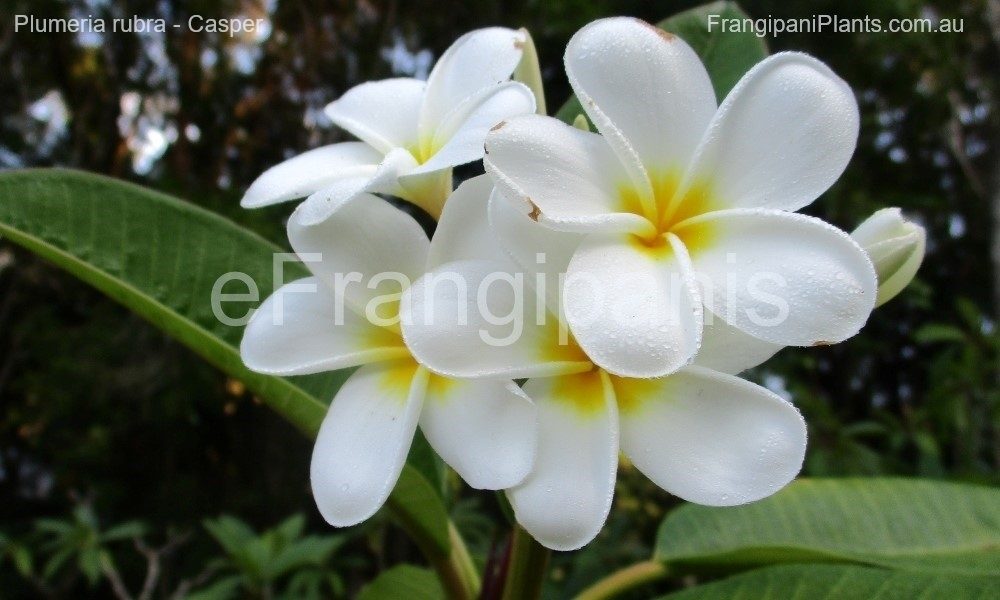 Casper-Frangipani-Flowers