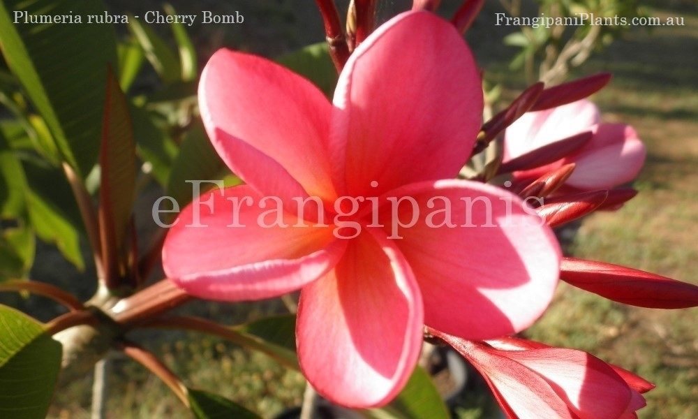 Cherry-Bomb-Frangipani-Flowers