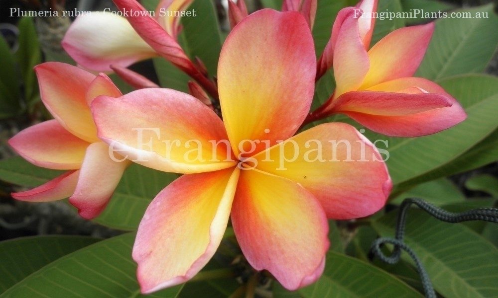 Cooktown-Sunset-Frangipani-Flower