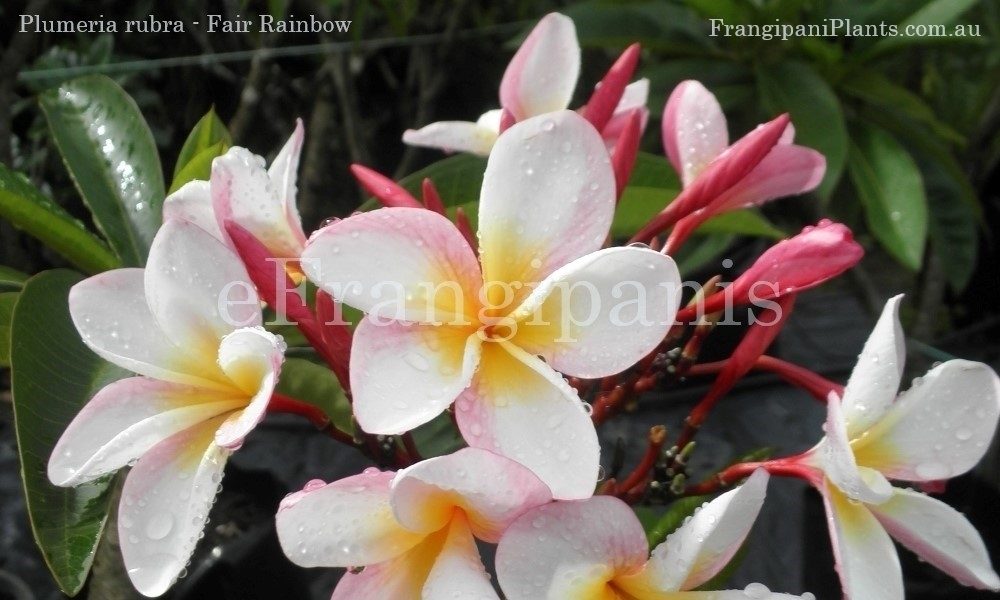 Fair-Rainbow-Frangipani-Flowers