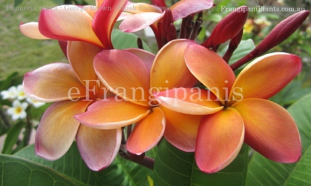 George-Brown-Frangipani-Flowers