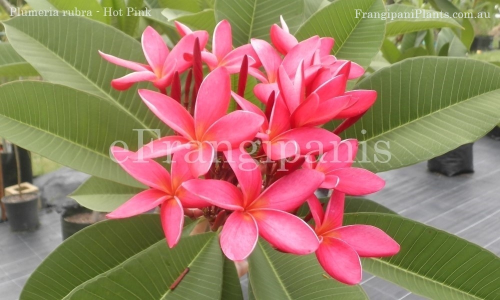 Hot-Pink-Frangipani-Flowers
