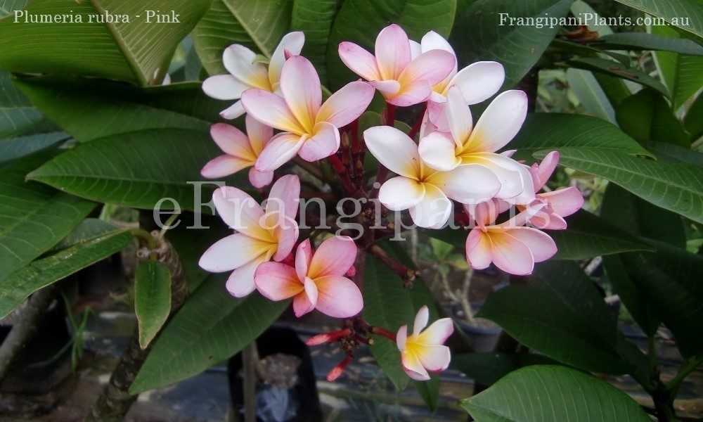 Pink-Frangipani-Flowers