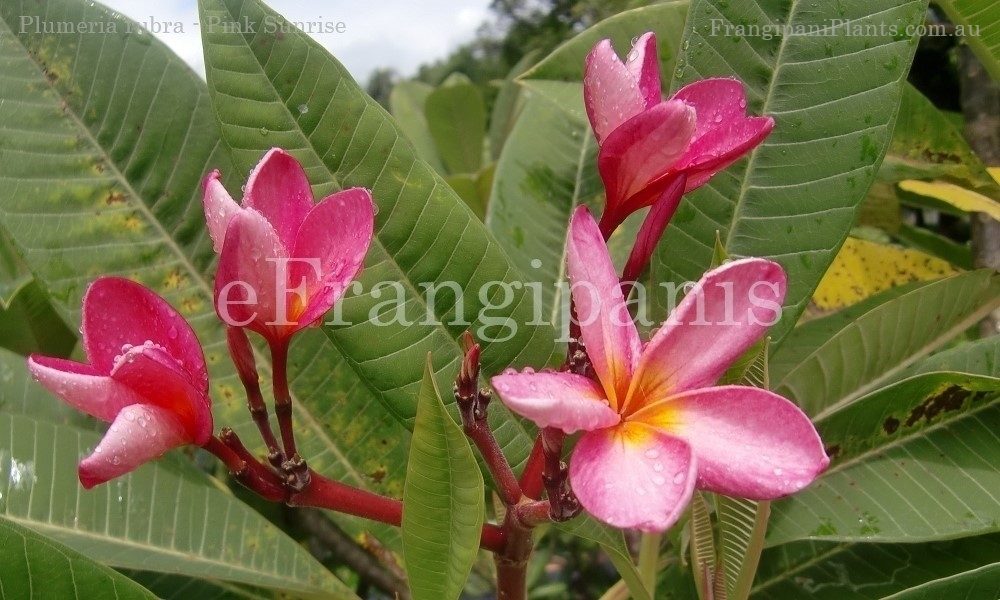 Pink-Sunrise-Frangipani-Flowers