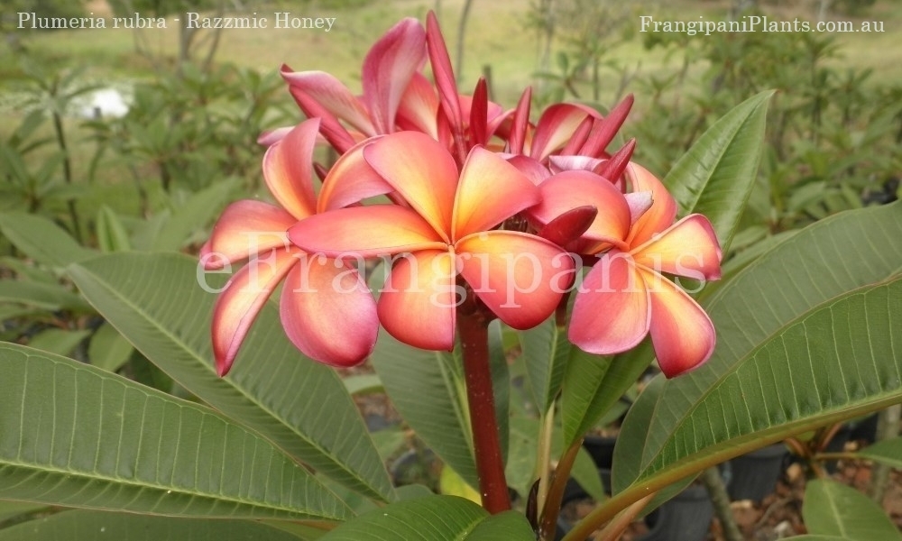 Razzmic-Honey-Frangipani-Flowers