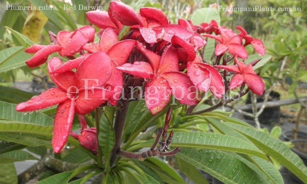 Red-Darwin-Frangipani-Flowers