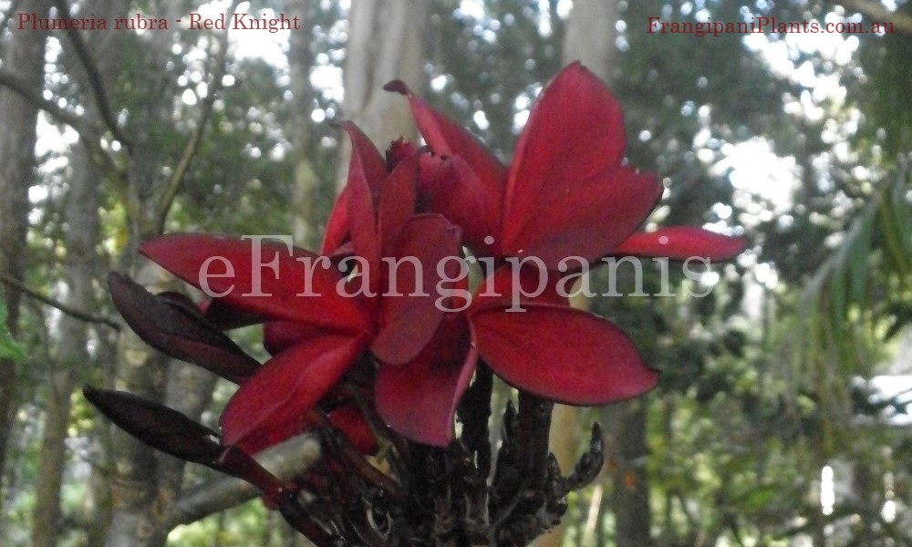 Red-Knight-Frangipani-Flowers