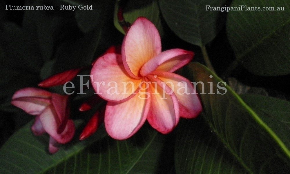 Ruby-Gold-Frangipani-Flowers