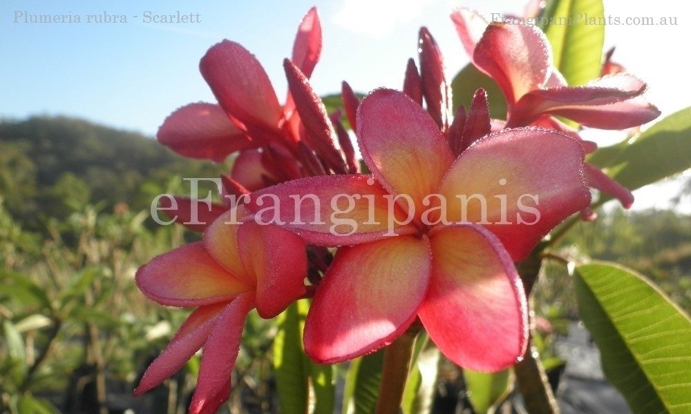 Scarlett-Frangipani-Flower