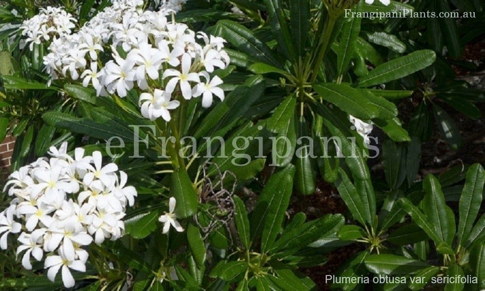 Sericifolia-Frangipani-Flowers