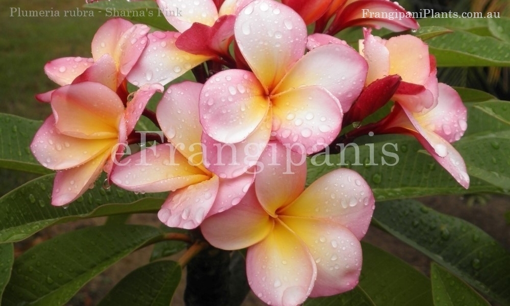 Sharnas-Pink-Frangipani-Flowers