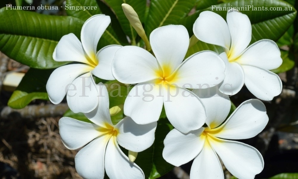 Singapore-Frangipani-Flowers