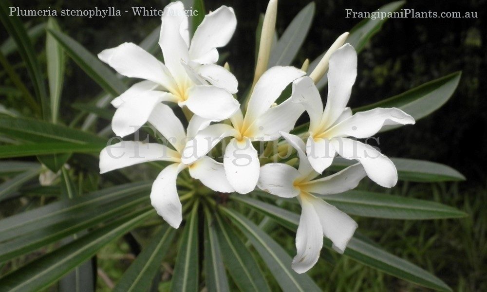 Stenophylla-Frangipani-Flowers